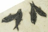 Multiple Fossil Fish (Knightia) Plate - Wyoming #251866-3